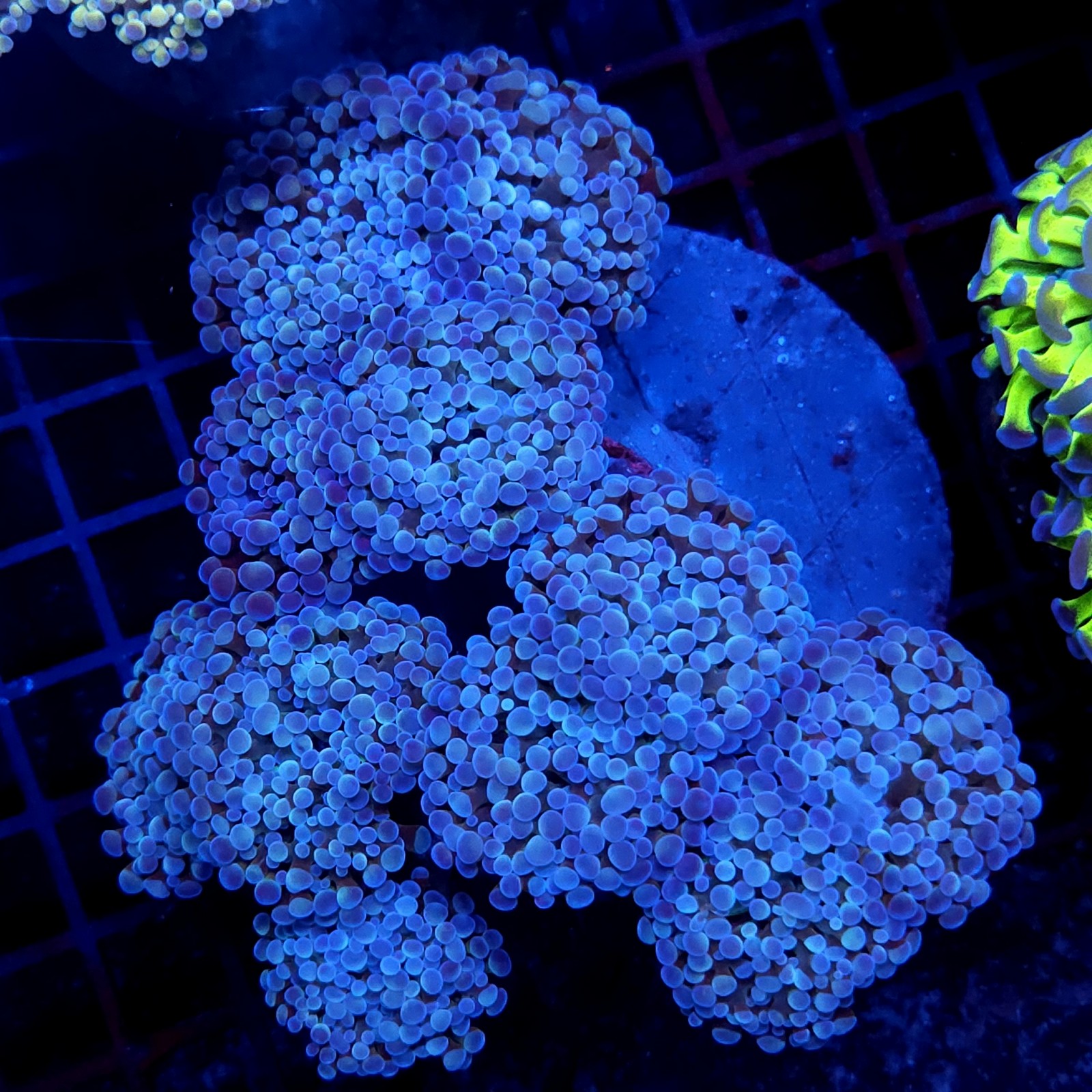 CC417 - Euphyllia paraancora