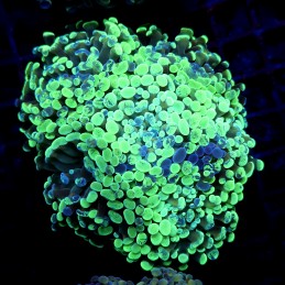 CC418 - Euphyllia paraancora