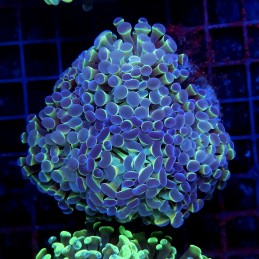 CC419 - Euphyllia paraancora