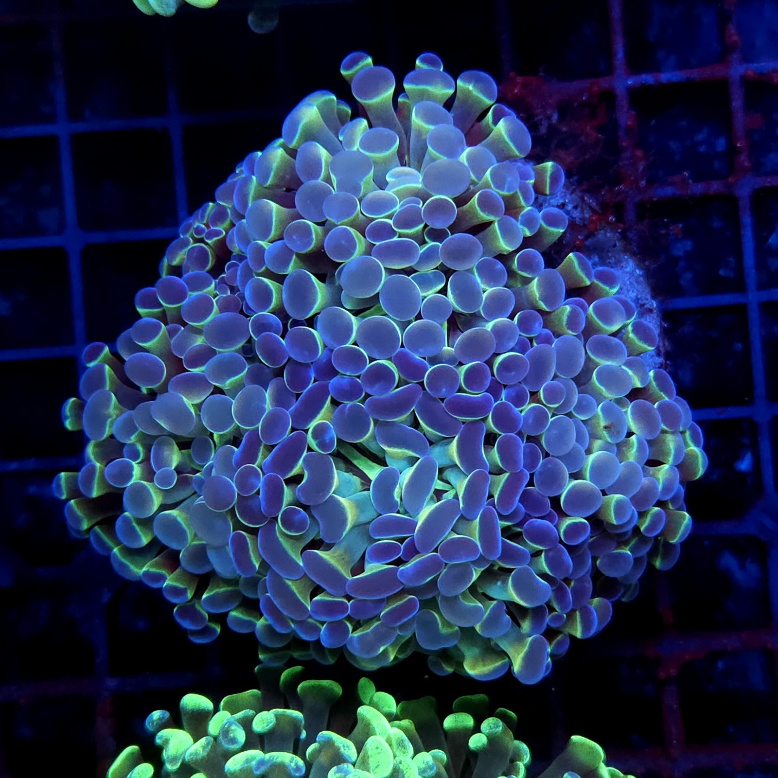 CC419 - Euphyllia paraancora