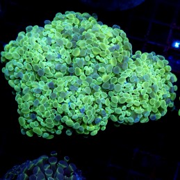 CC420 - Euphyllia paraancora