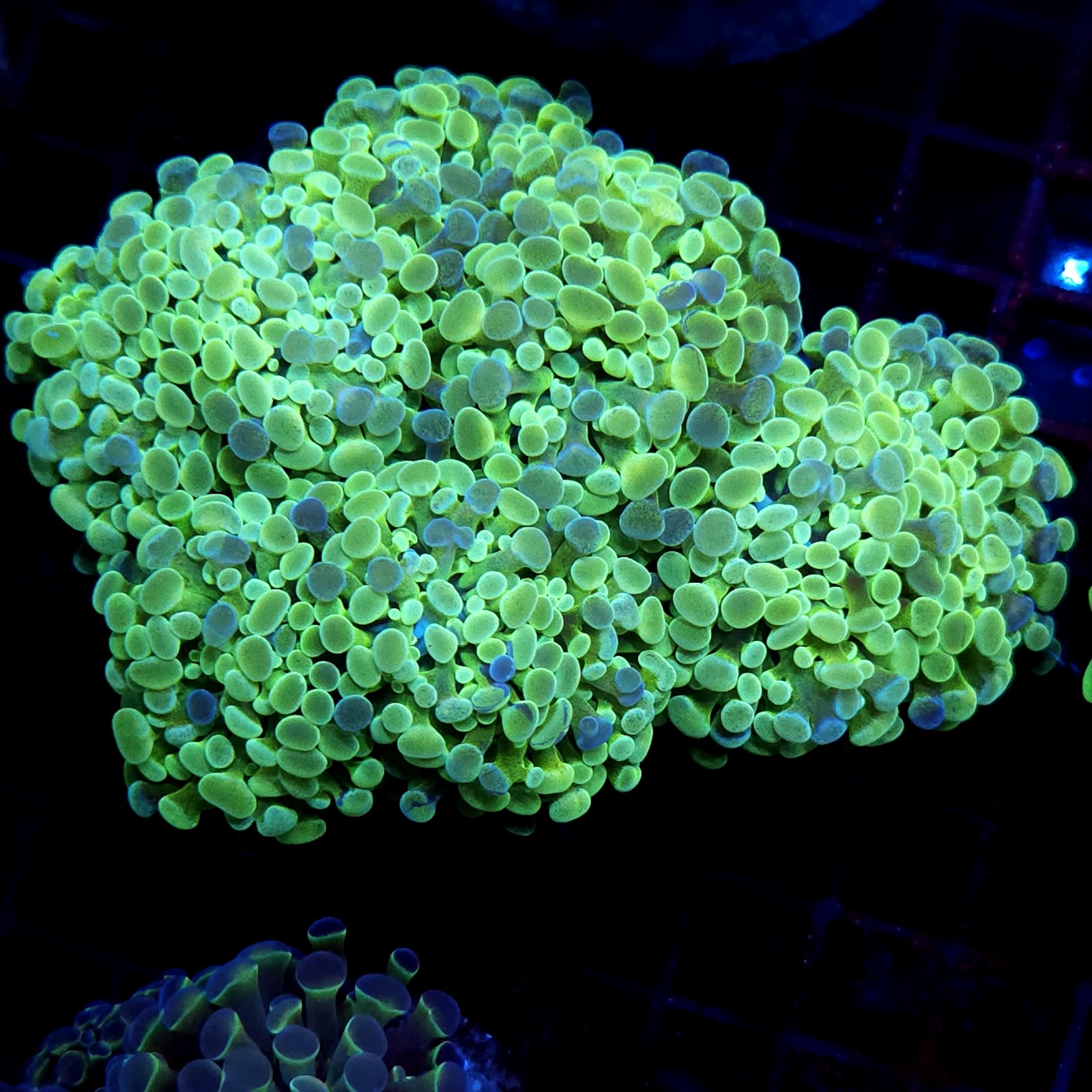 CC420 - Euphyllia paraancora