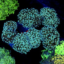 CC421 - Euphyllia paraancora