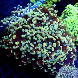 CC422 - Euphyllia paraancora