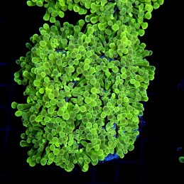 CC424 - Euphyllia paraancora