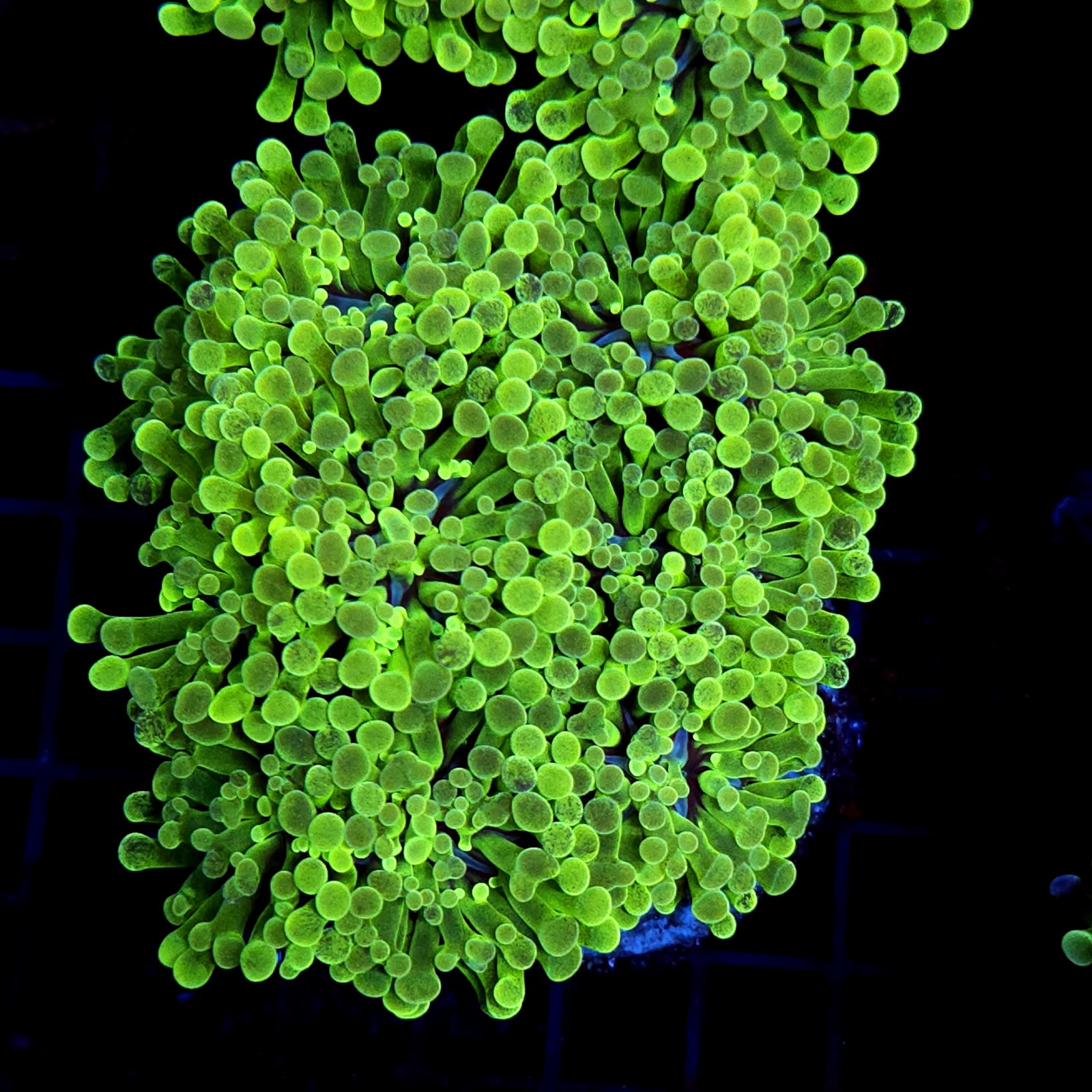 CC424 - Euphyllia paraancora