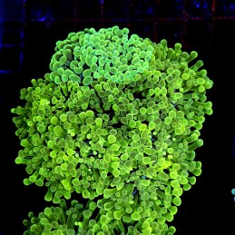 CC425 - Euphyllia paraancora