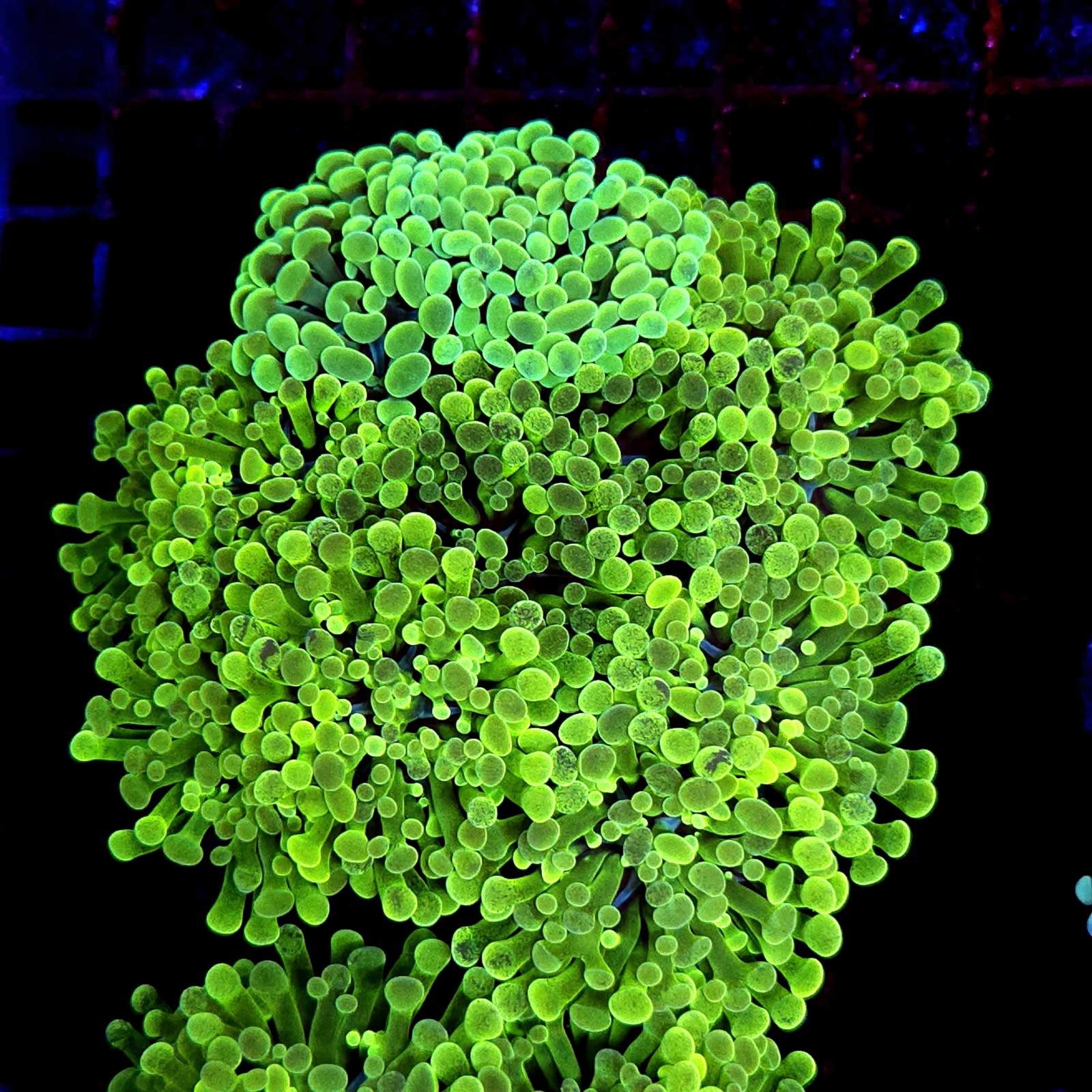 CC425 - Euphyllia paraancora