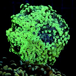 CC426 - Euphyllia paraancora
