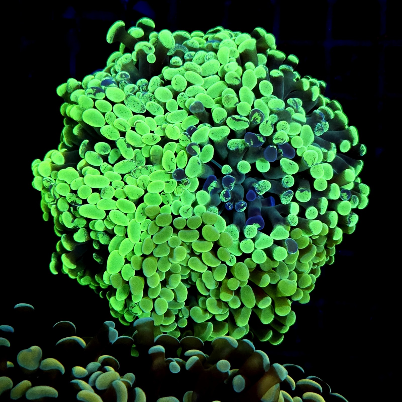 CC426 - Euphyllia paraancora