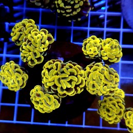 CC955 - Euphyllia paraancora