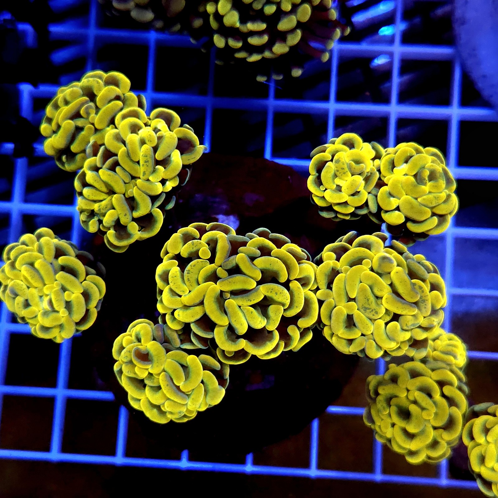 CC955 - Euphyllia paraancora