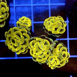 CC956 - Euphyllia paraancora
