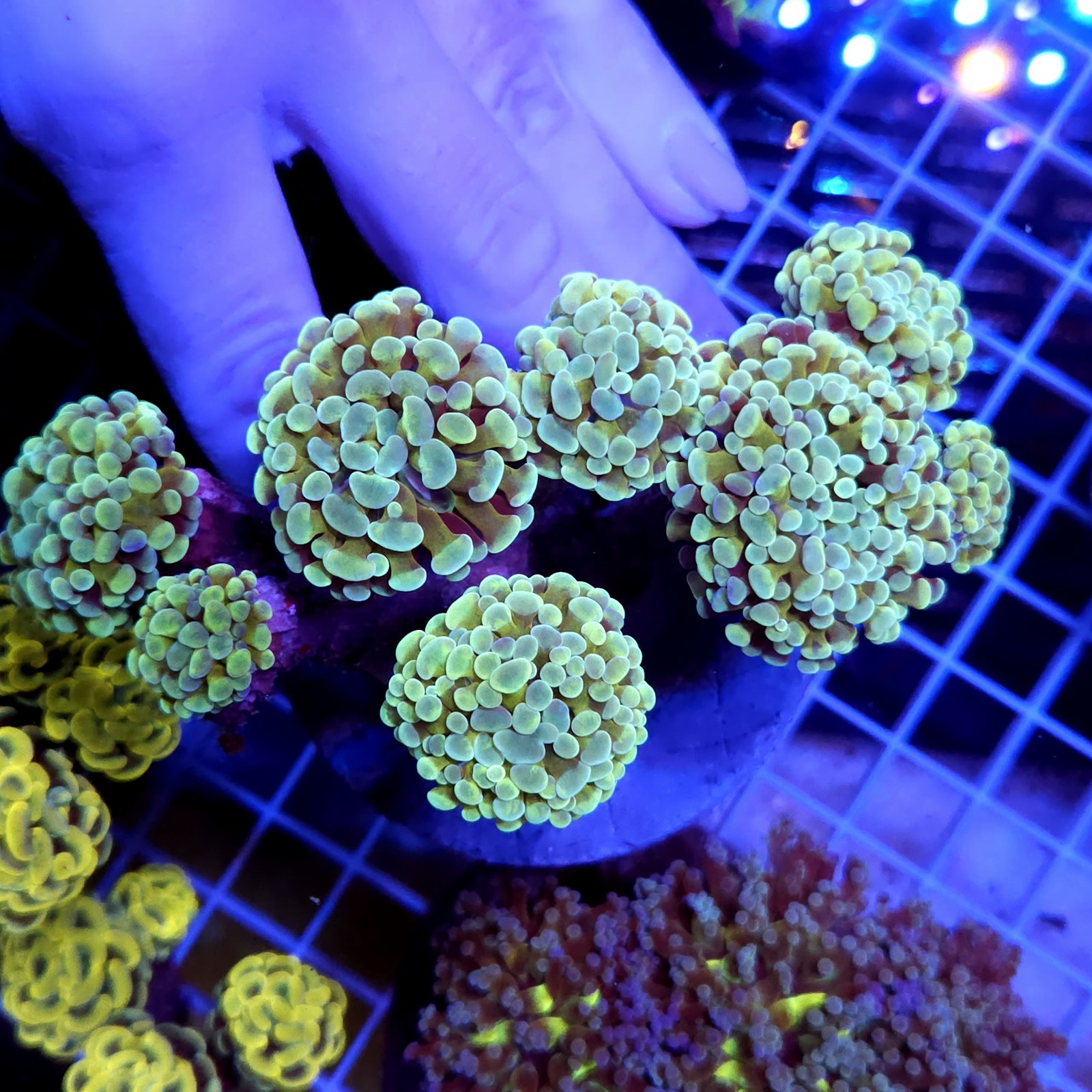 CC959 - Euphyllia paraancora