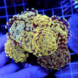 CC960 - Euphyllia paraancora