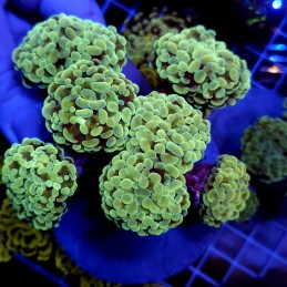 CC962 - Euphyllia paraancora
