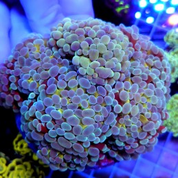 CC963 - Euphyllia paraancora