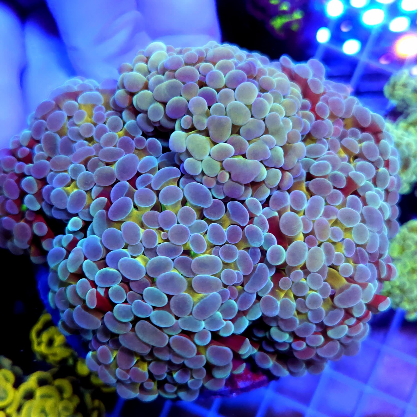 CC963 - Euphyllia paraancora