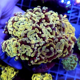 CC964 - Euphyllia paraancora