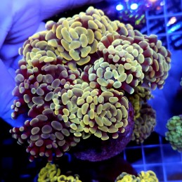 CC969 - Euphyllia paraancora