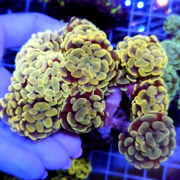 CC970 - Euphyllia paraancora