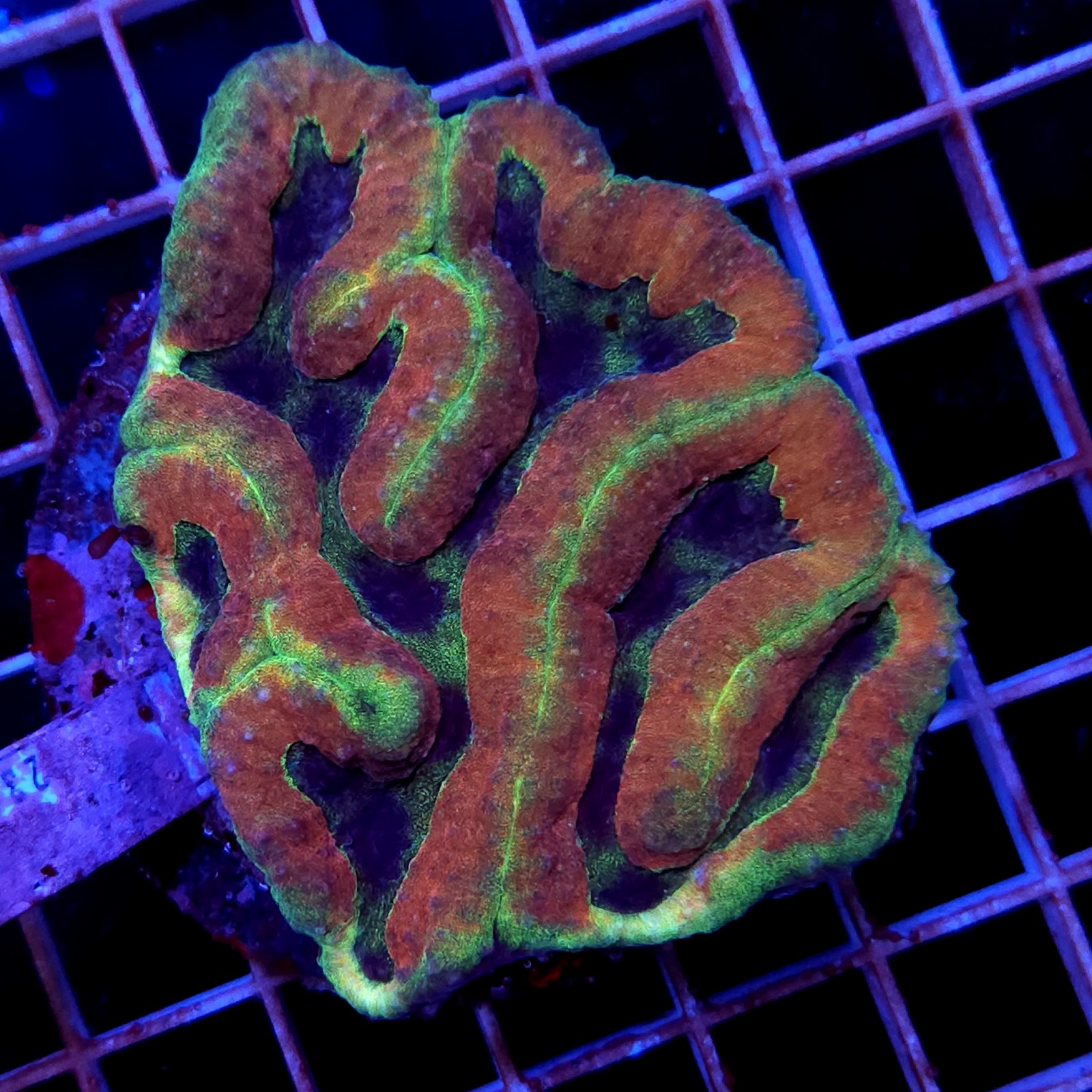 CC354 - Symphyllia