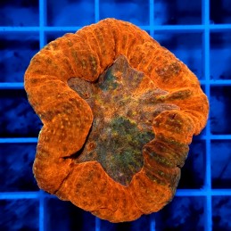 CC816 - Lobophyllia