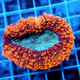 CC817 - Lobophyllia