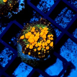 CC441 - Discosoma