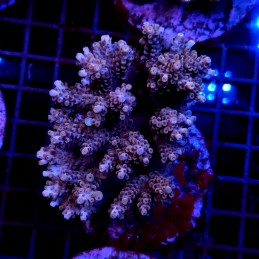 CC2 - Acropora
