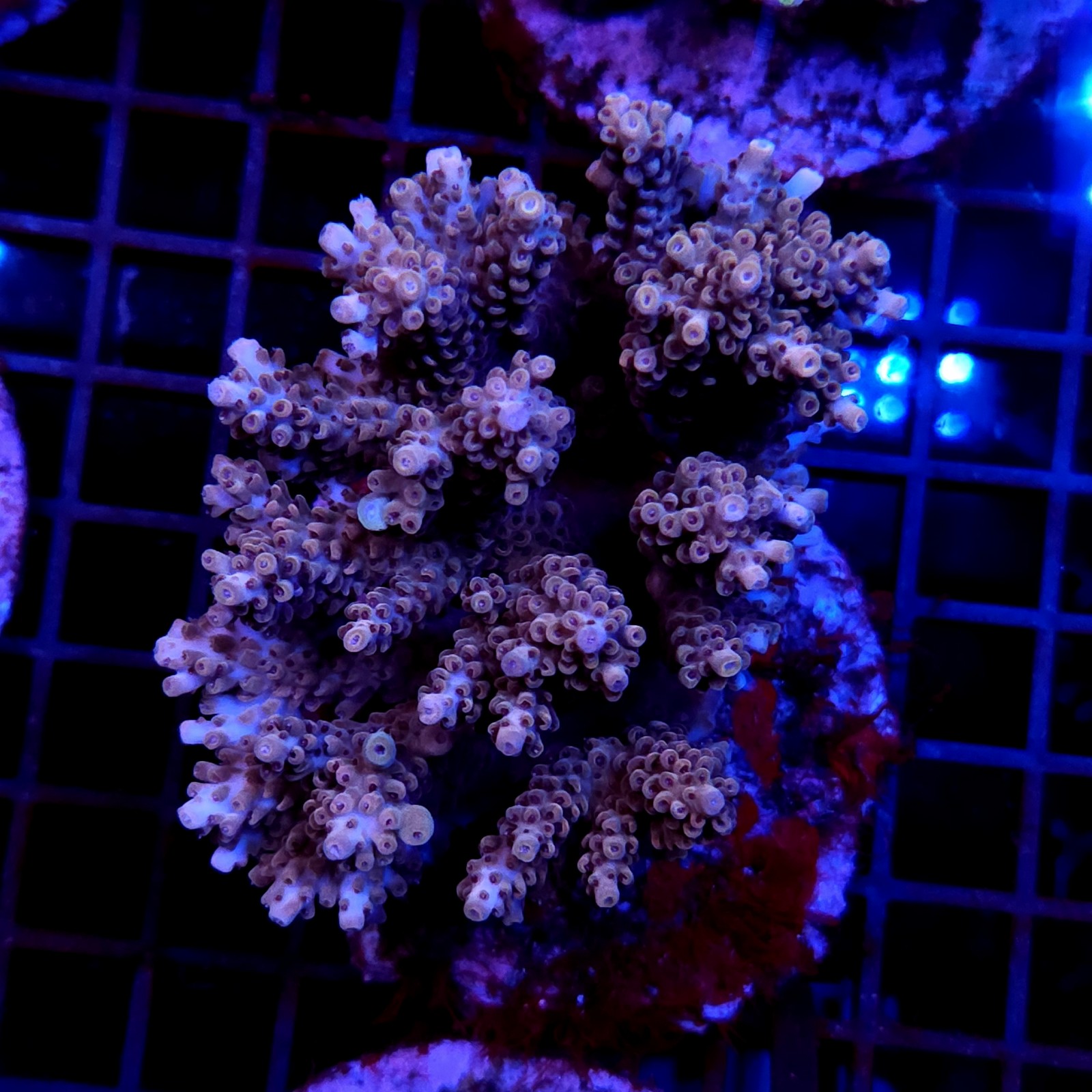 CC2 - Acropora