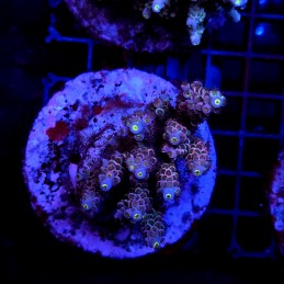 CC3 - Acropora