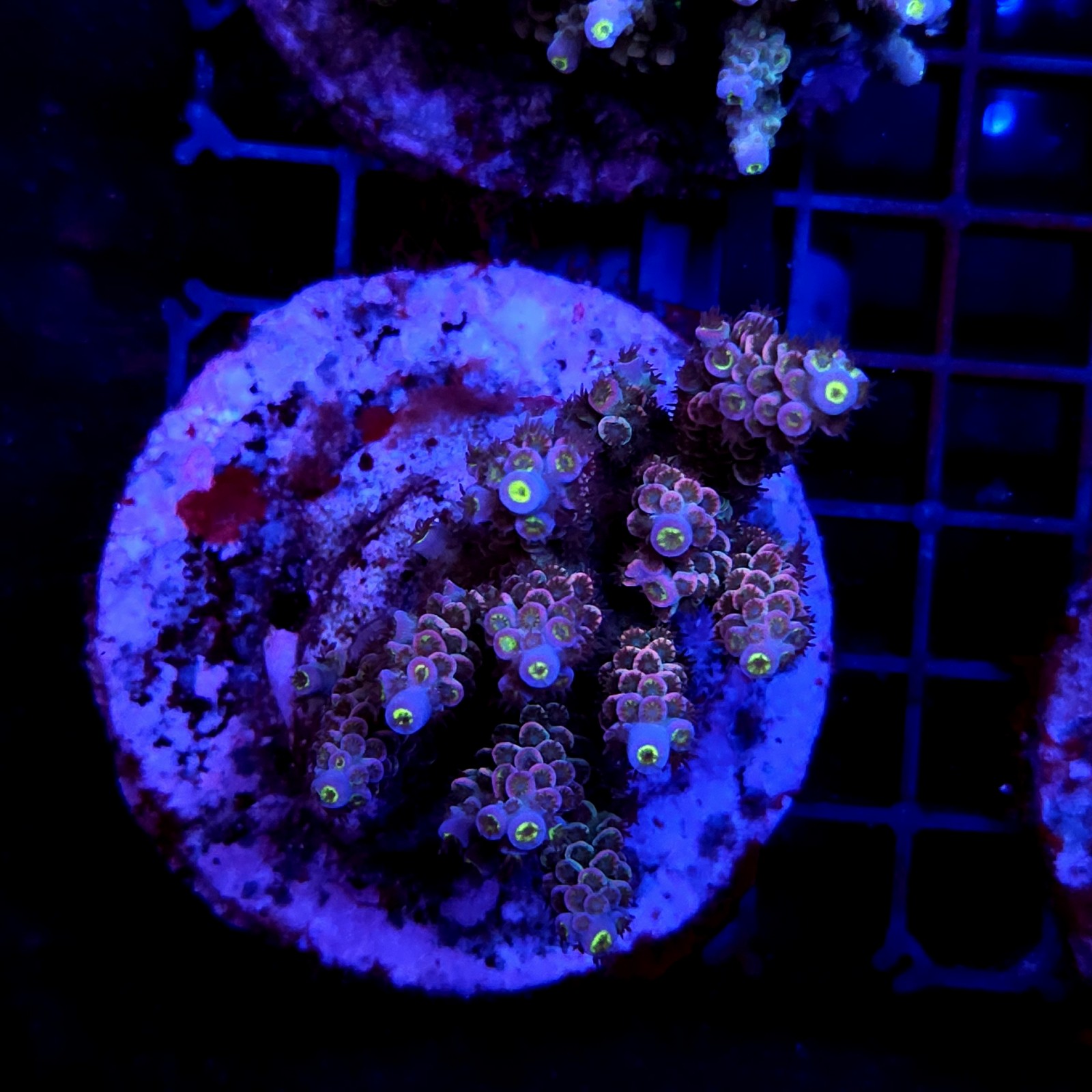 CC3 - Acropora