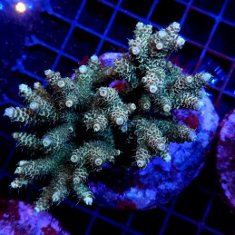 CC5 - Acropora