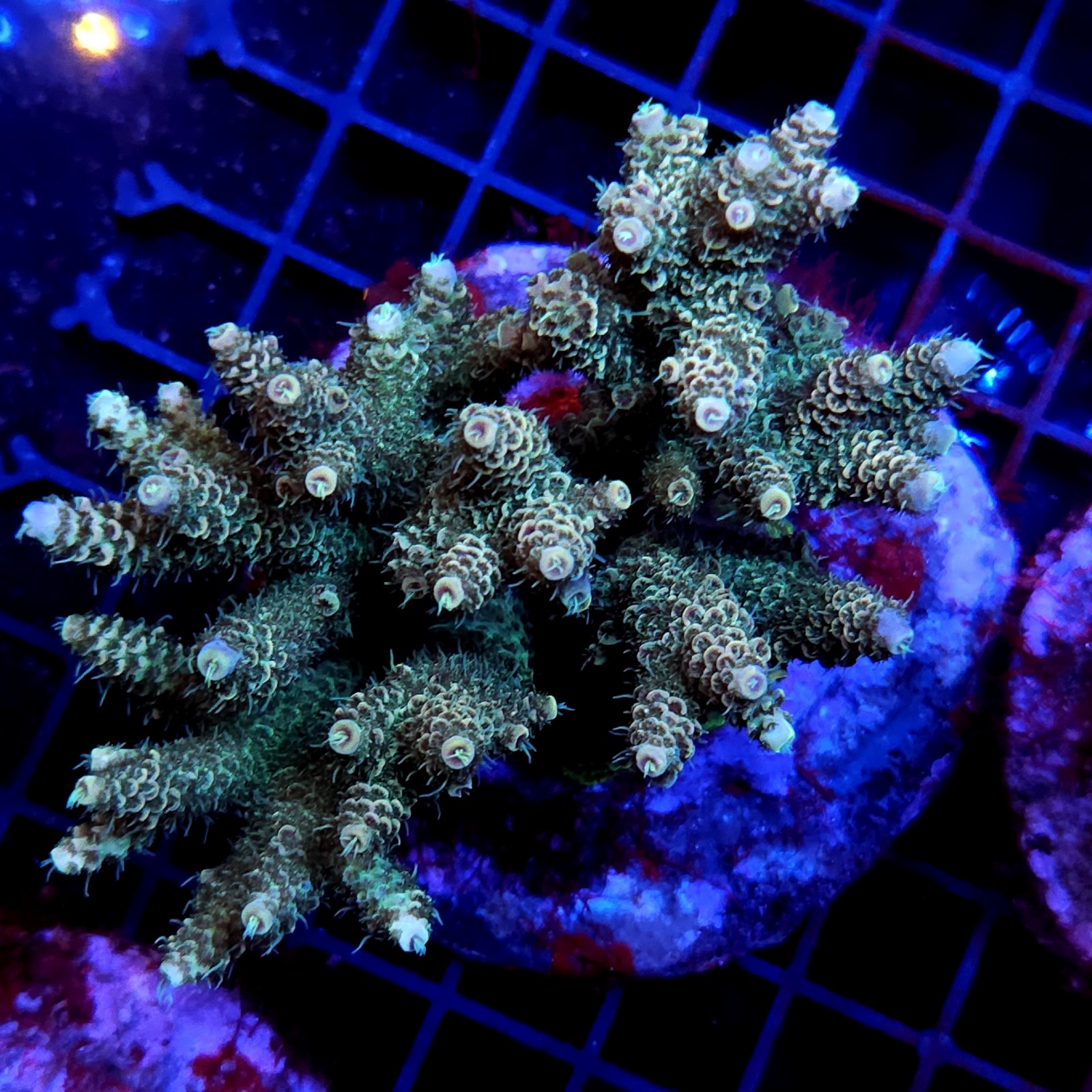 CC5 - Acropora