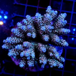 CC6 - Acropora