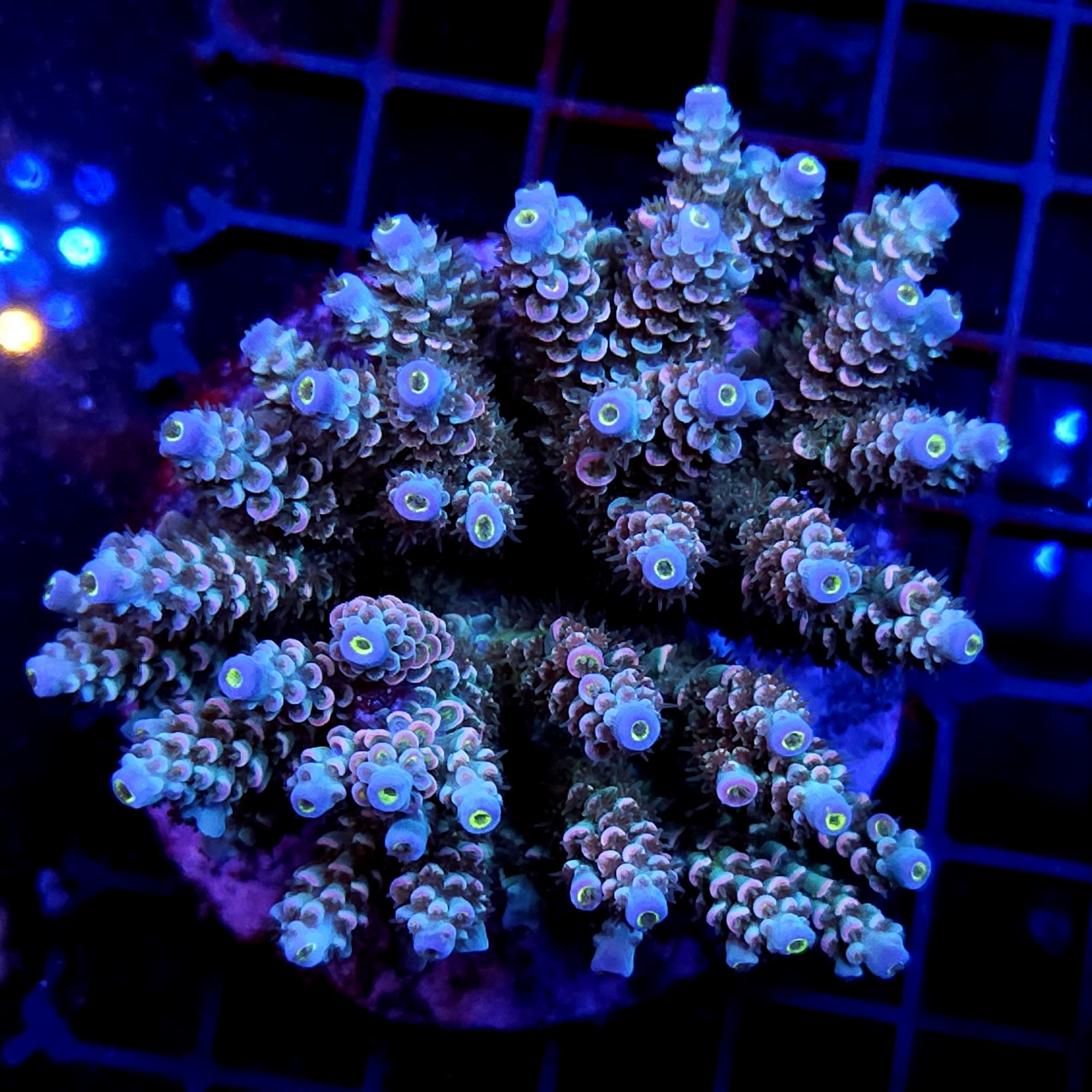 CC6 - Acropora