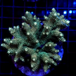 CC11 - Acropora
