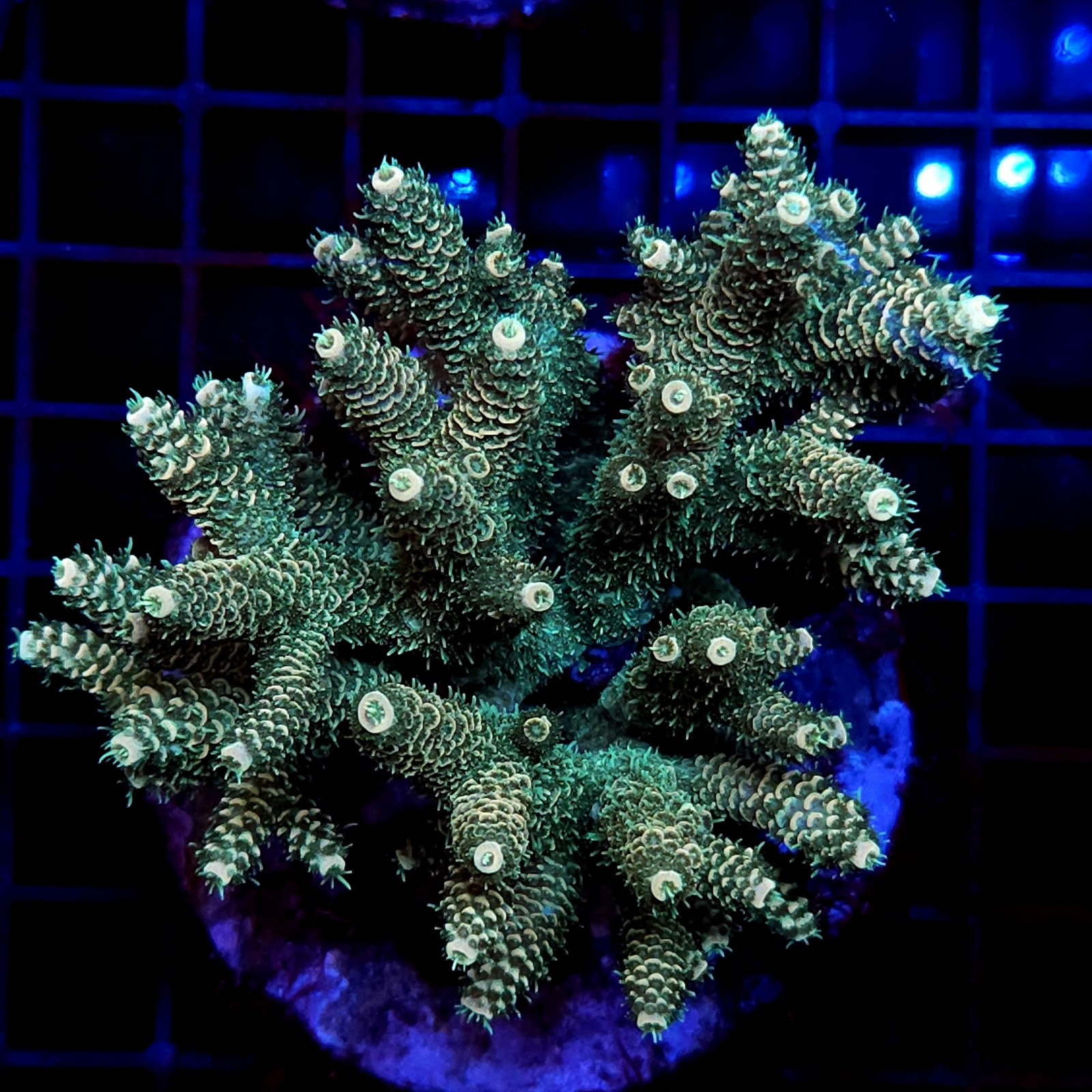 CC11 - Acropora