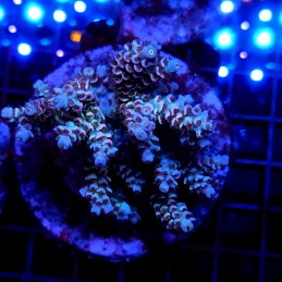 CC12 - Acropora