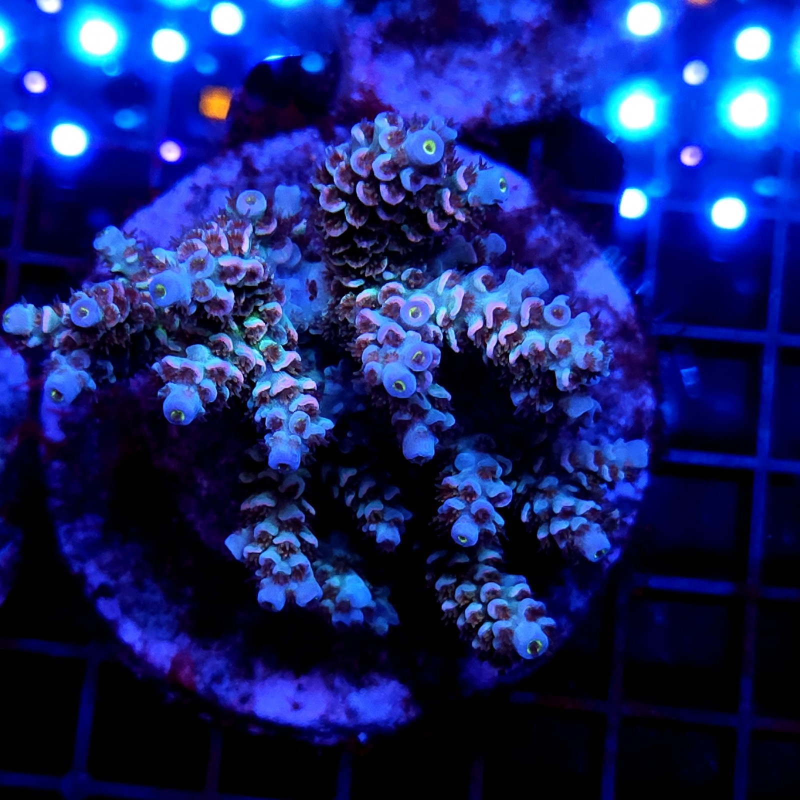 CC12 - Acropora