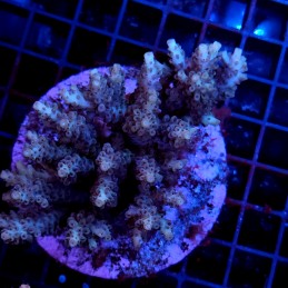 CC15 - Acropora
