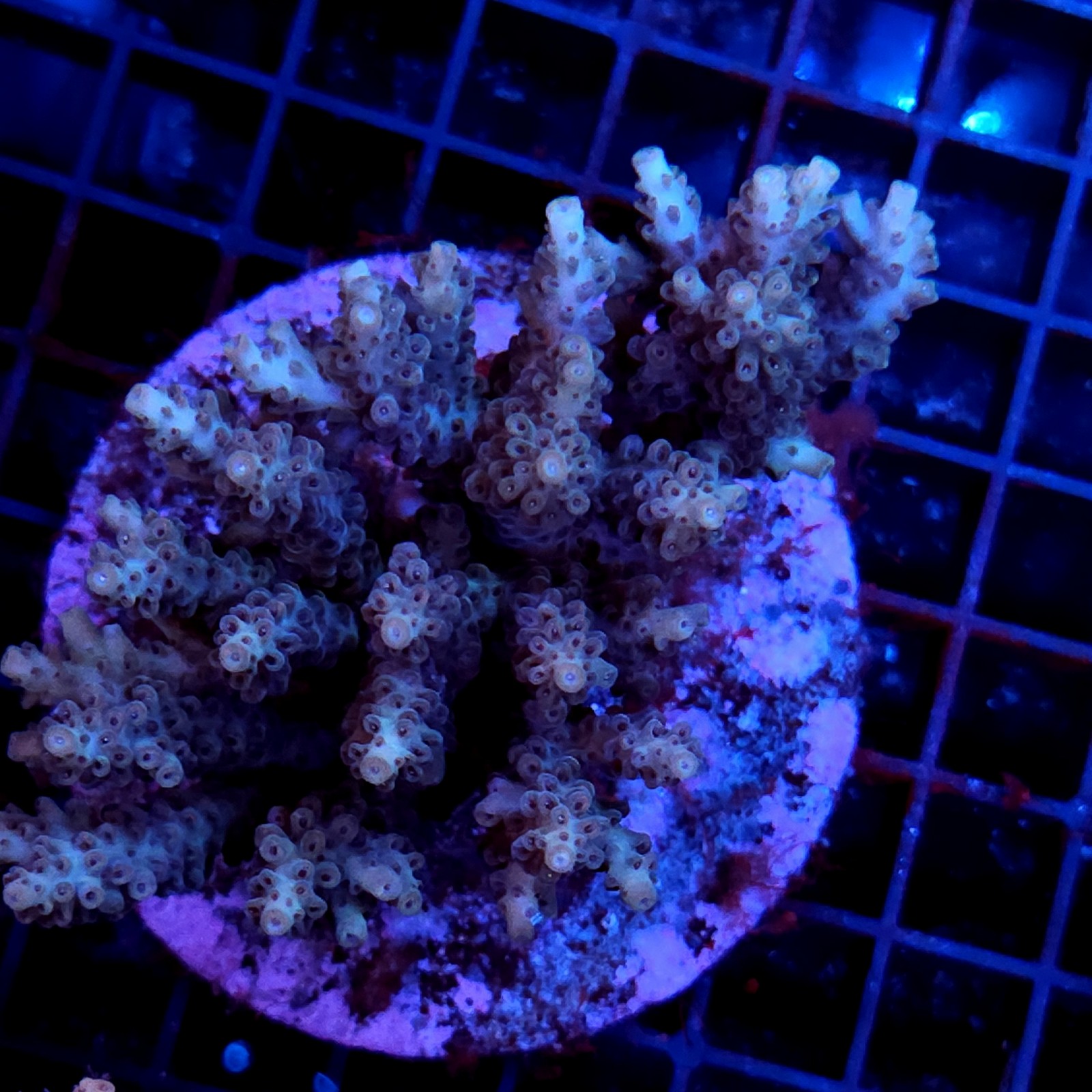 CC15 - Acropora