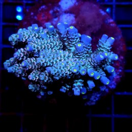 CC18 - Acropora