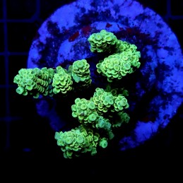 CC22 - Acropora
