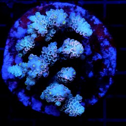 CC23 - Acropora