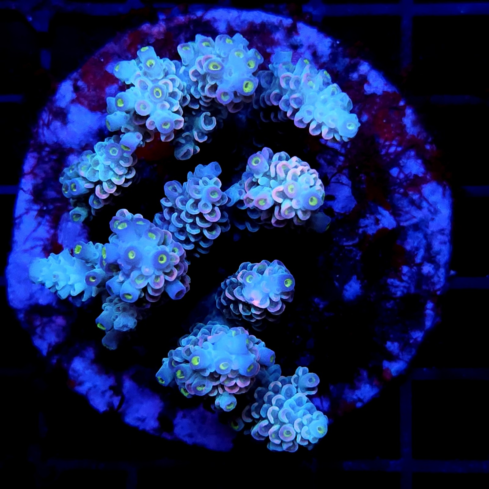 CC23 - Acropora