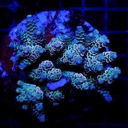 CC24 - Acropora