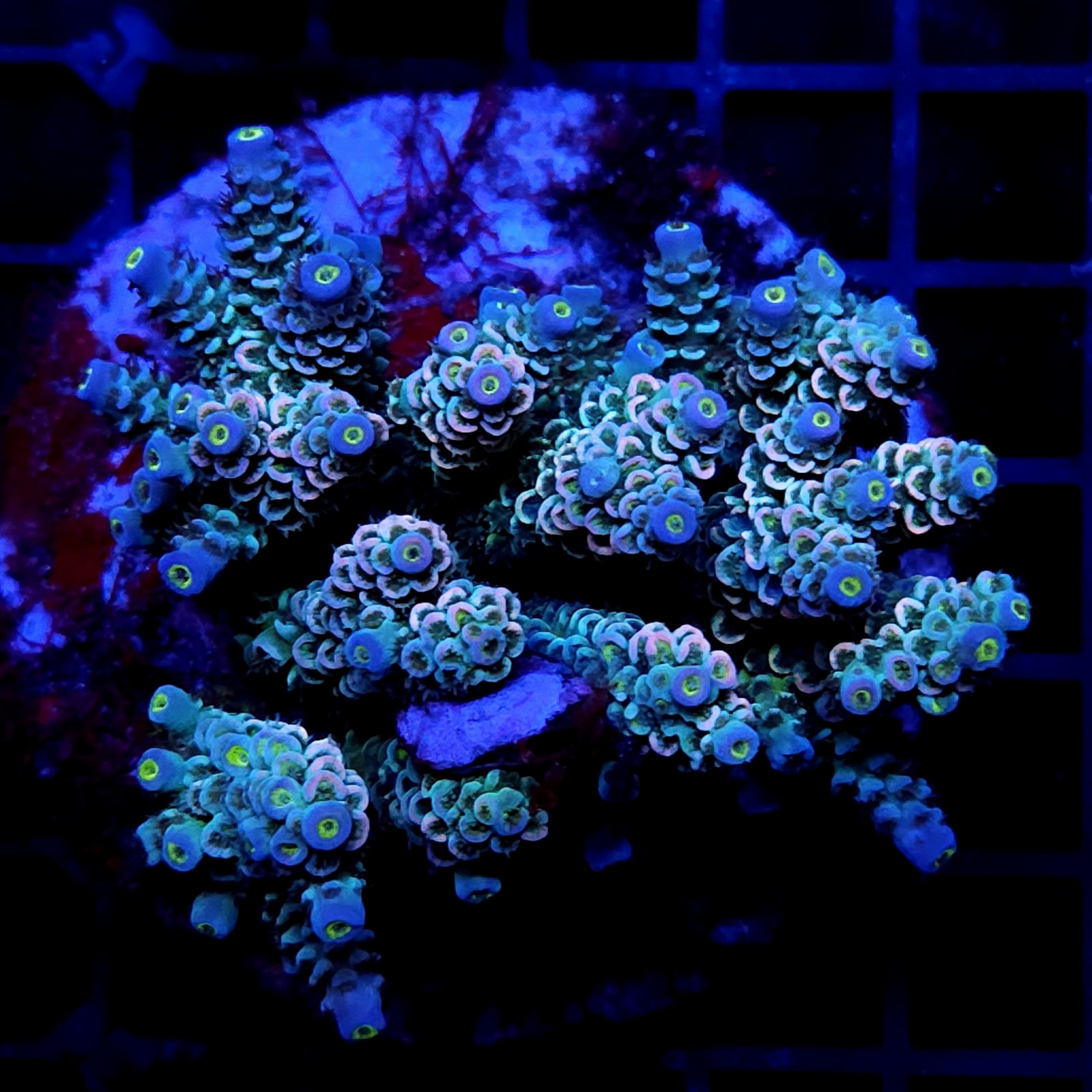 CC24 - Acropora