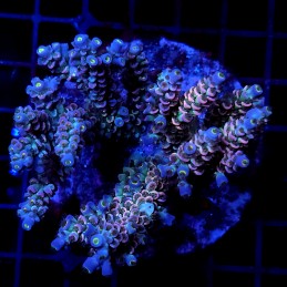 CC25 - Acropora